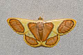 Plutodes evaginata
