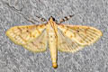Polygrammodes nigrilinealis