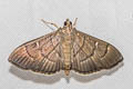 Pramadea lunalis