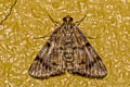 Pseudocera cf. rubrescens