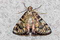 Pseudocera sp.