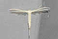 Pterophorus lacteipennis