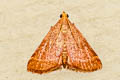 Pyralinae sp. 