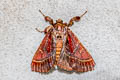 Sacada chaehomensis