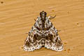 Salma sp.