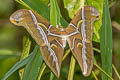 Canning's Lesser Atlas Moth Samia canningi