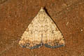 Scedopla oxydata