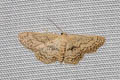 Scopula sp.