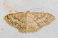 Scopula sp.