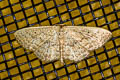 Scopula sp.