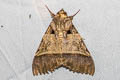 Serrodes campana