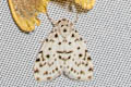 Siccia clarimaculata