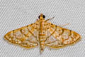 Spilomelinae sp.