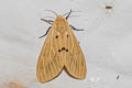 Spilosoma eldorado 