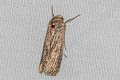 Spodoptera pecten