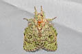 Stauropus virescens