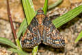 Stictopterinae sp. 