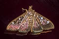 Syllepte iophanes