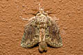 Syntypistis charistera