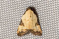 Tactusa ostium