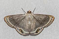 Tasta montana
