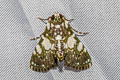 Termioptycha conjuncta