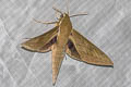 Boisduval's Hawkmoth Theretra boisduvalii