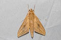 Lucas's Hawkmoth Theretra lucasii 