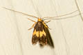 Deltoplastis sp.