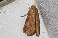 Yellow Underwing Thyas coronata