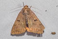 Yellow Underwing Thyas coronata