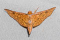 Thyrididae sp.