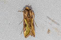 Slender Burnished Brass Thysanoplusia orichalcea