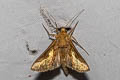 Slender Burnished Brass Thysanoplusia orichalcea