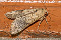 Cacao Armyworm Moth Tiracola plagiata