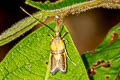 Tisis helioclina
