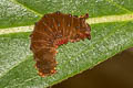 Trypanophora semihyalina