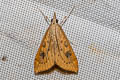 Rusty Dot Pearl Udea ferrugalis