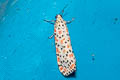 Crotalaria Moth Utetheisa lotrix