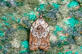 Garden Rose Tortrix variegana