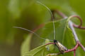 Green Long-horn Moth Adela reaumurella