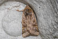 Lunar Underwing Agrochola lunosa