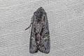 Black Rustic Aporophyla nigra