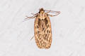 Parsnip Moth Depressaria radiella (Parsnip Webworm)