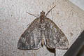 Marbled Carpet Moth Dysstroma truncata