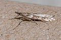 Narrow-winged Grey Eudonia angustea