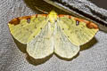 Brimstone Moth Opisthograptis luteolata