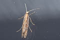 Diamondback moth Plutella xylostella