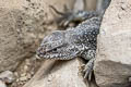 LEnz's Iguana Liolaemus lenzi