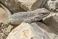 LEnz's Iguana Liolaemus lenzi